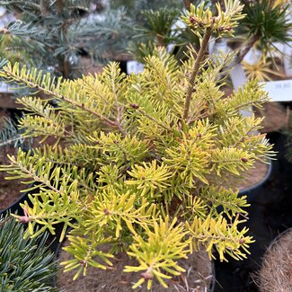 Abies koreana 'Darob's Lemon'