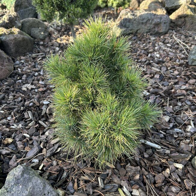 Pinus x schwerinii 'Filip's Rockstar'