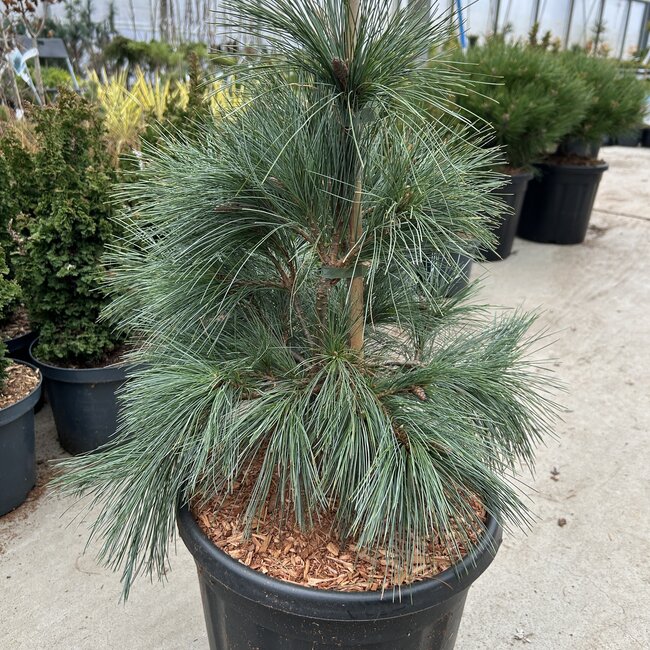 Pinus strobus 'Niagara Fall's