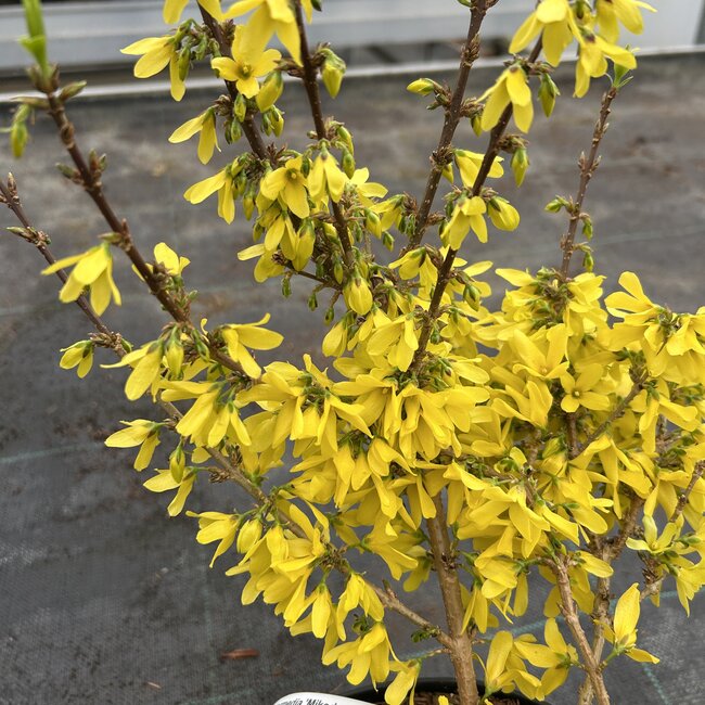 Forsythia x intermedia 'Mikador'®