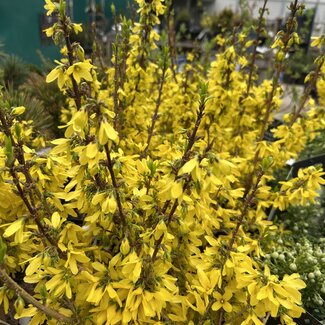 Forsythia x intermedia 'Mikador'®