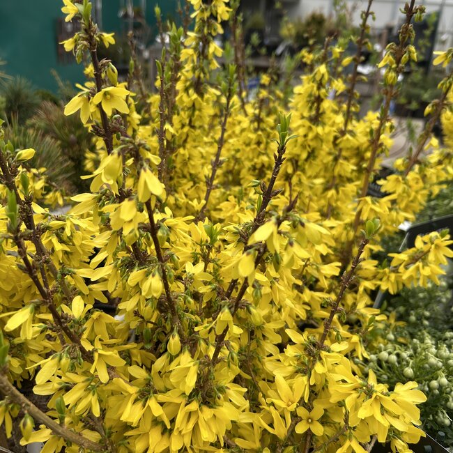 Forsythia x intermedia 'Mikador'®