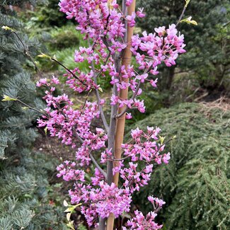 Cercis canadensis 'Carolina Sweetheart'®