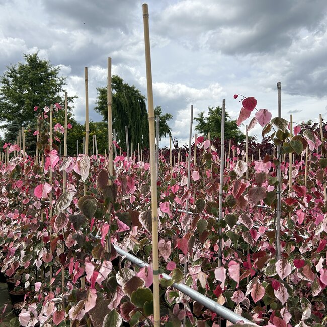Cercis canadensis 'Carolina Sweetheart'®