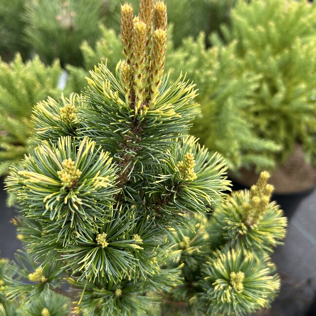 Pinus parviflora 'Goldilocks'