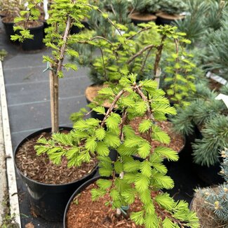 Metasequoia glyptostroboides 'Miss Grace'