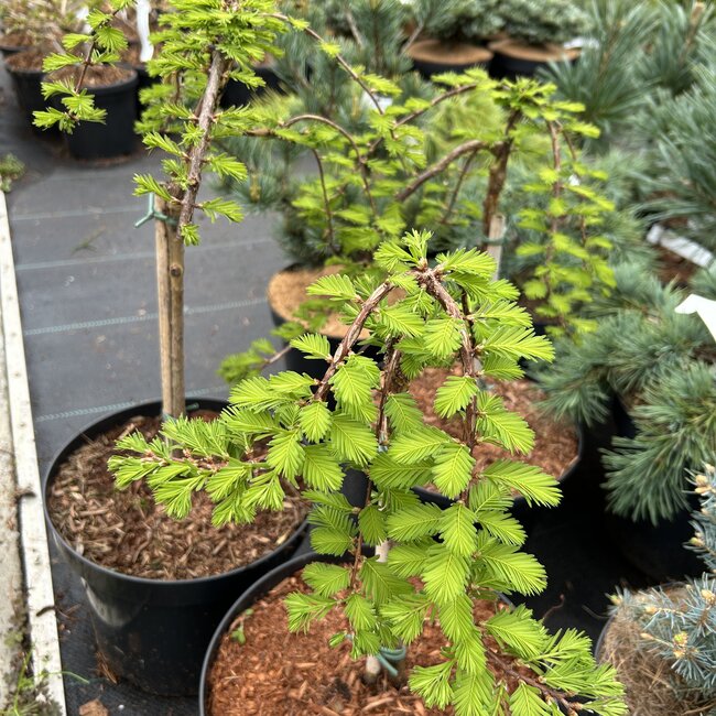 Metasequoia glyptostroboides 'Miss Grace'
