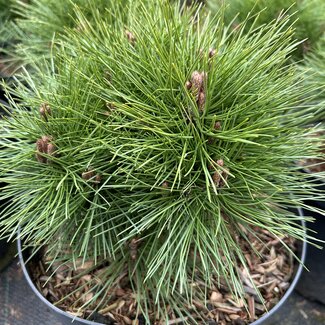 Pinus nigra 'Benelux XC' (extra compact)