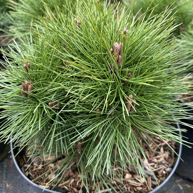Pinus nigra 'Benelux XC' (extra compact)