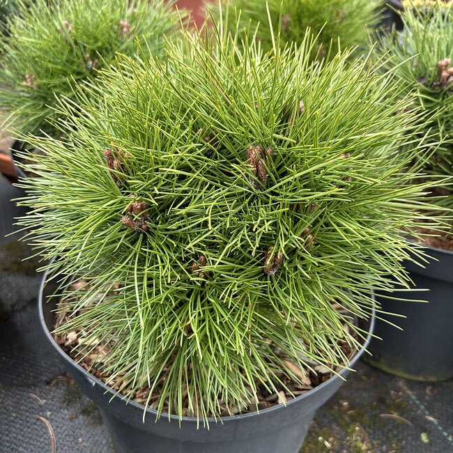 Pinus nigra 'Benelux XC' (extra compact)