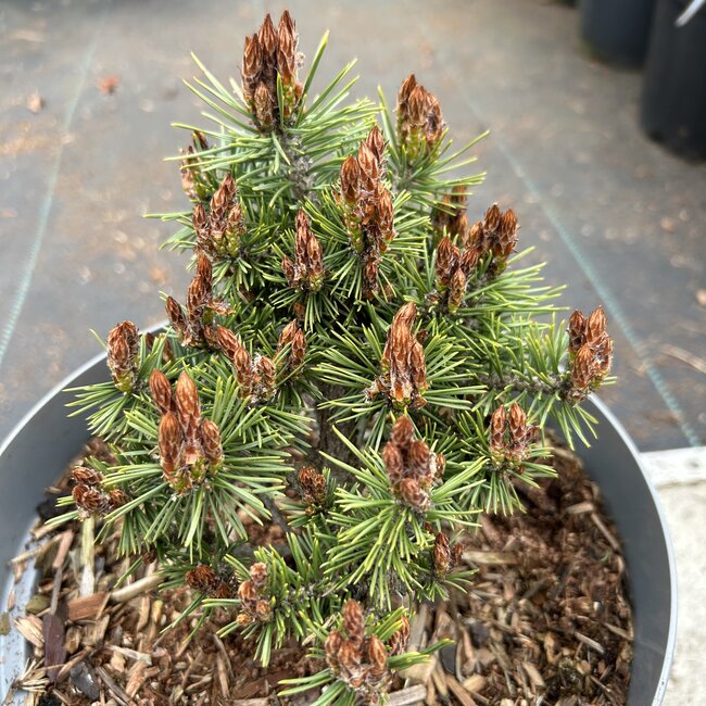 Pinus sylvestris 'Jeremy'