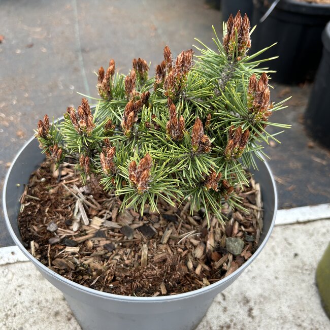 Pinus sylvestris 'Jeremy'