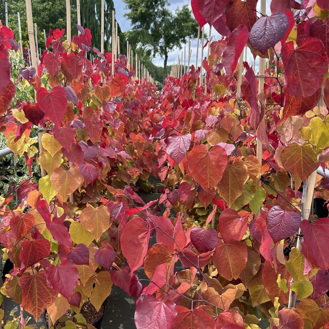 Cercis canadensis 'Eternal Flame'®