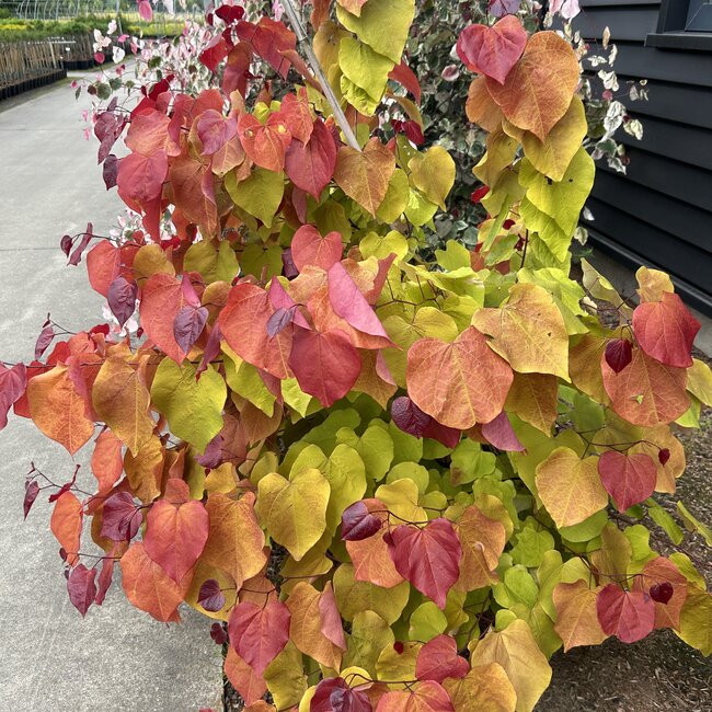 Cercis canadensis 'Eternal Flame'®