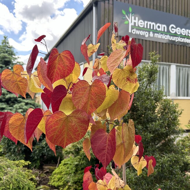 Cercis canadensis 'Eternal Flame'®