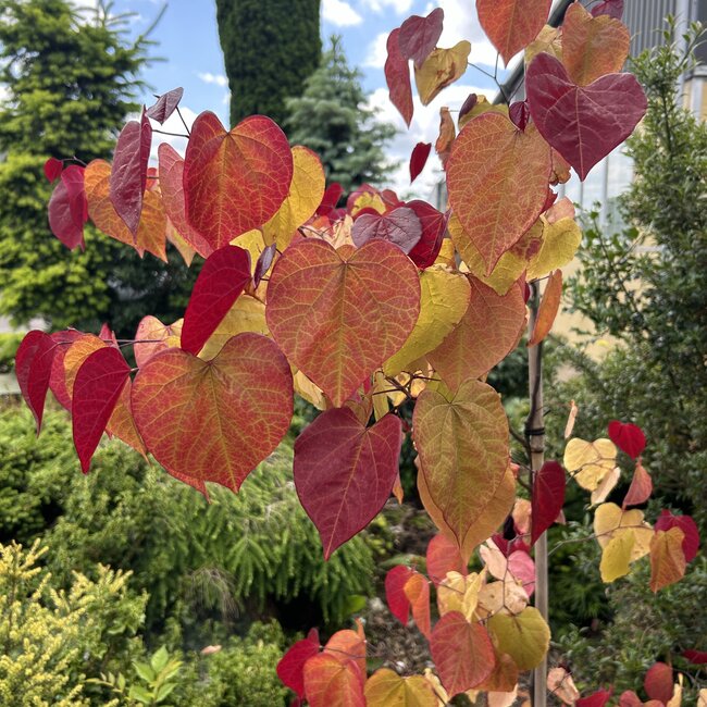 Cercis canadensis 'Eternal Flame'®