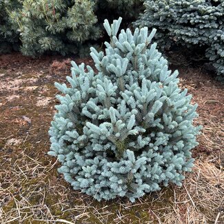 Picea pungens 'Scottie'