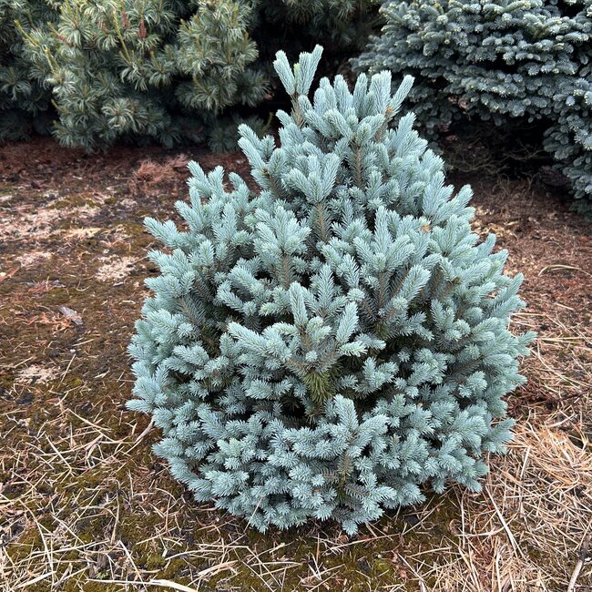 Picea pungens 'Scottie'