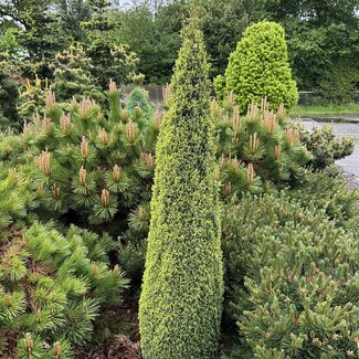 Juniperus communis 'Brynhyfryd Gold'