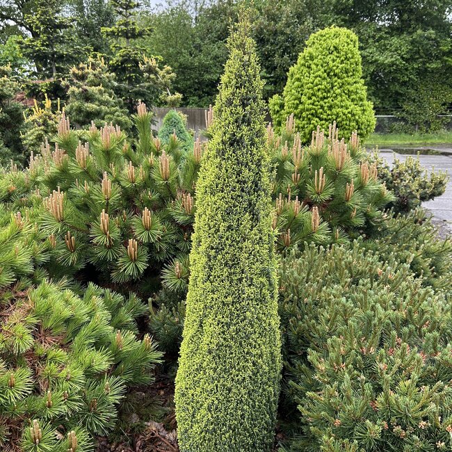 Juniperus communis 'Brynhyfryd Gold'