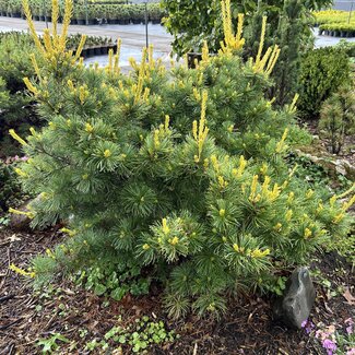 Pinus parviflora 'Goldilocks'