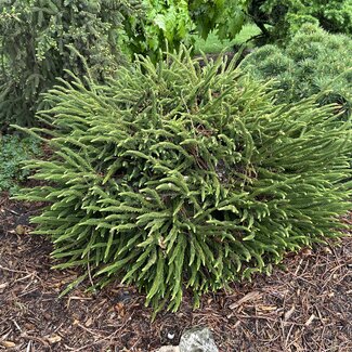 Cryptomeria japonica 'Dinger'