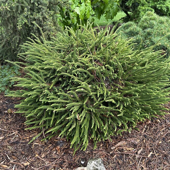 Cryptomeria japonica 'Dinger'