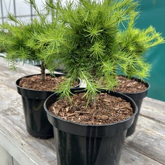 Larix decidua 'Little Bogle'