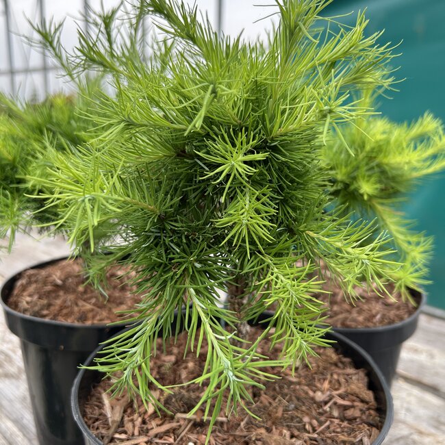Larix decidua 'Little Bogle'
