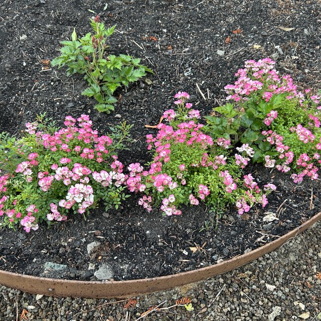 Rosa 'Cuty Pie'®
