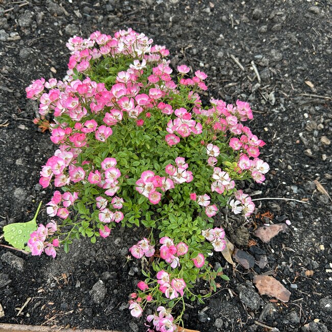 Rosa 'Cuty Pie'®