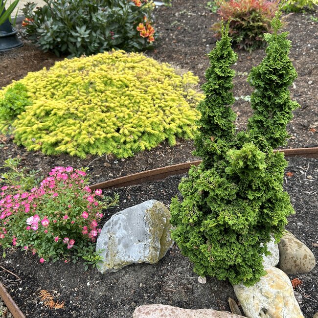 Thuja occidentalis 'Primo'®