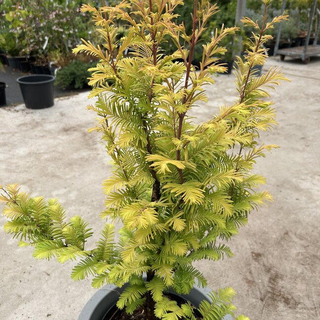 Metasequoia glyptostroboides 'Amber Glow'®