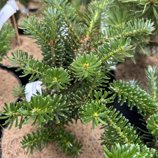 Abies koreana 'Gait'