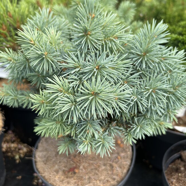 Picea pungens 'Blue Pearl'