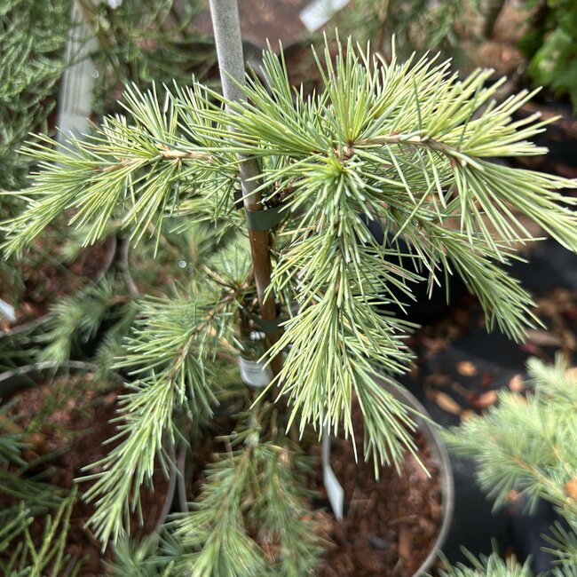 Cedrus deodora 'White Imp'