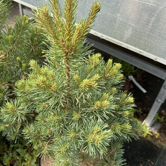 Pinus sylvestris 'Baron'