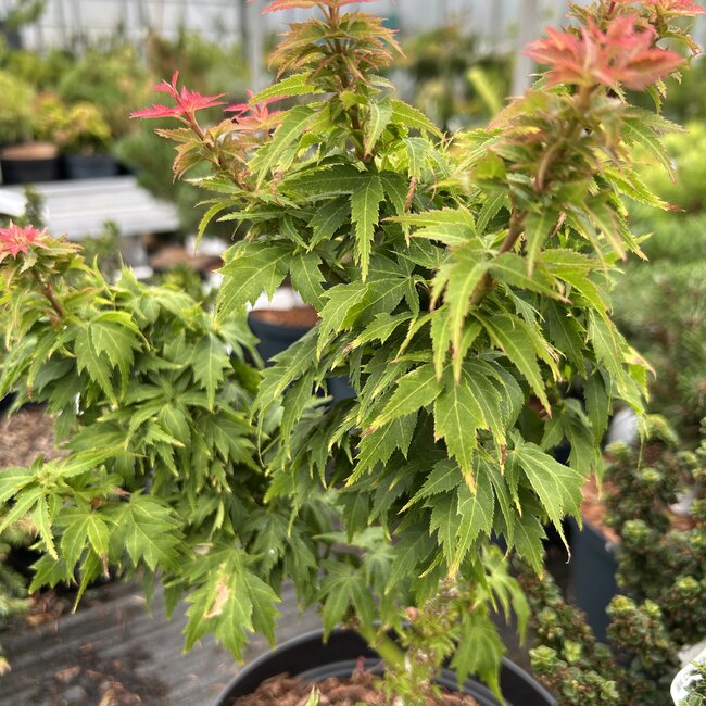 Acer palmatum 'Hupp's Dwarf'