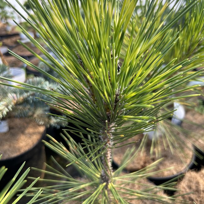 Pinus thunbergii 'Shirome janome'