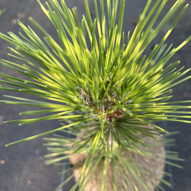 Pinus thunbergii 'Shirome janome'