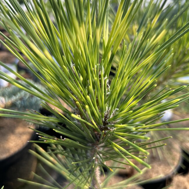Pinus thunbergii 'Shirome janome'