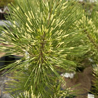 Pinus densiflora 'Rainbow'