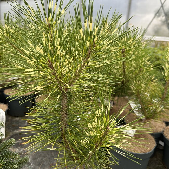 Pinus densiflora 'Rainbow'