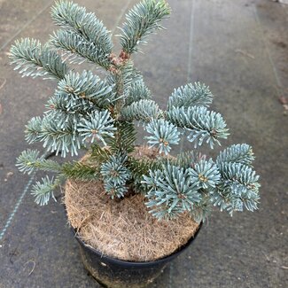 Abies procera 'Pesek'