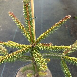 Picea abies 'Anita's Golden Cloak'