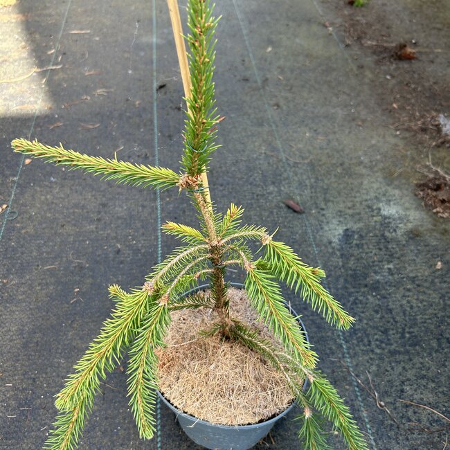Picea abies 'Anita's Golden Cloak'