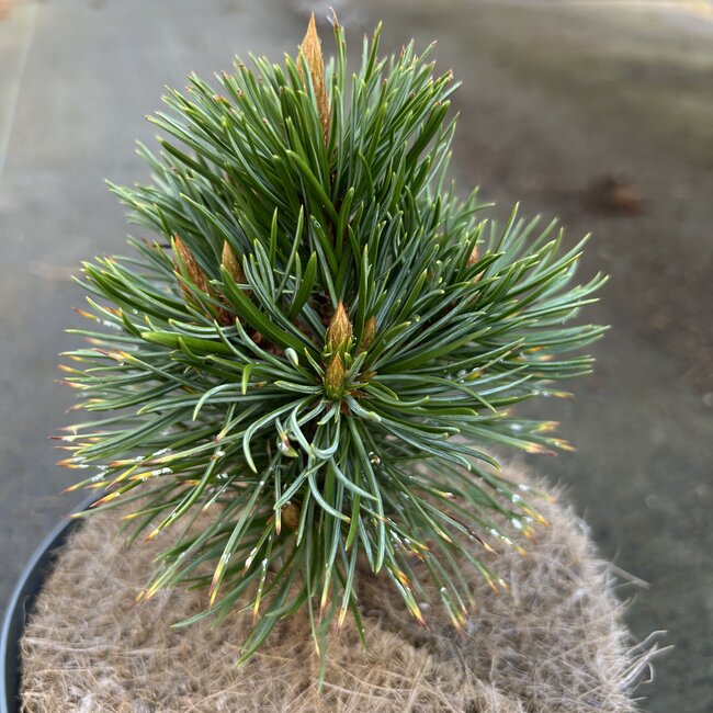 Pinus aristata 'Silver Boy'