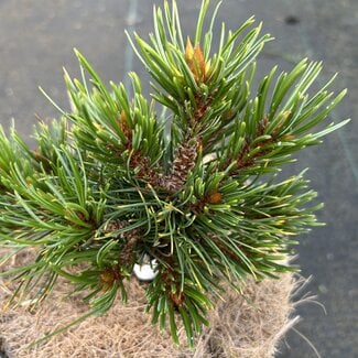 Pinus aristata 'Silver Heels'