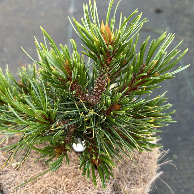 Pinus aristata 'Silver Heels'