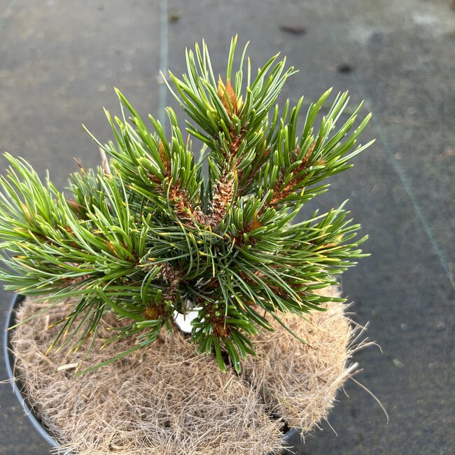 Pinus aristata 'Silver Heels'
